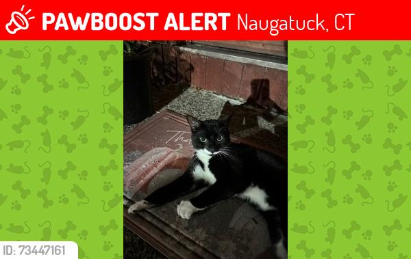 Lost Male Cat last seen Near Round Hill Road in Naugatuck, Naugatuck, CT 06770
