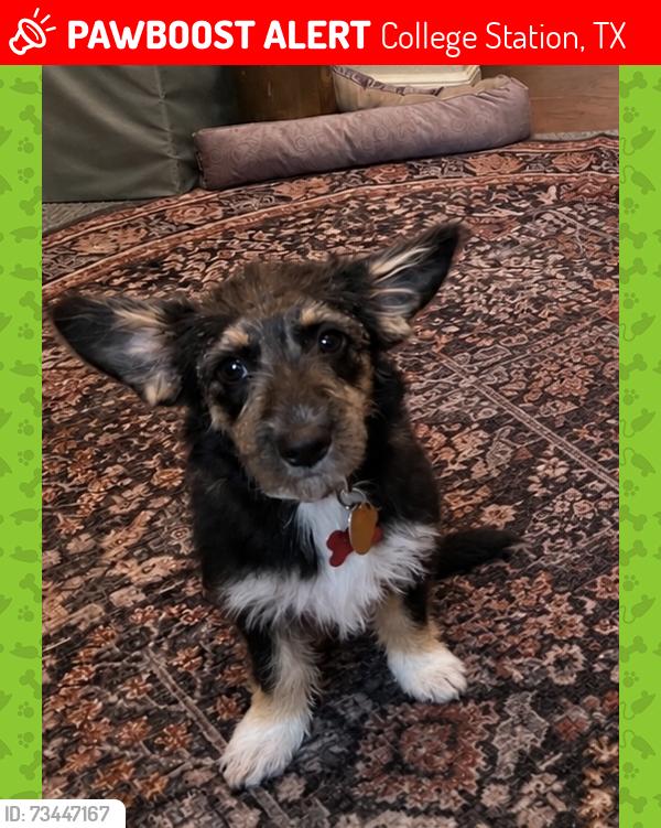 Lost Female Dog last seen Veterans Park, College Station, TX 77845