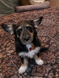 Lost Female Dog last seen Veterans Park, College Station, TX 77845