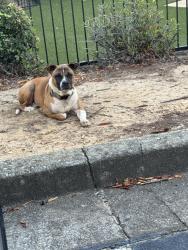 Found/Stray Unknown Dog last seen Near Oakley industrial blvd, Fairburn, GA 30213
