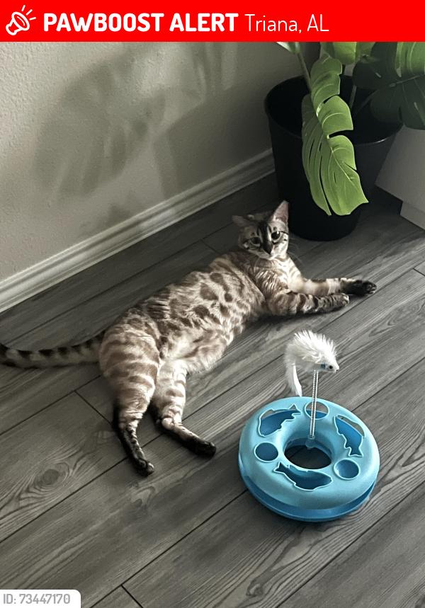 Lost Female Cat last seen Harold Murphy savannah neighborhood, Triana, AL 35756