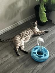 Lost Female Cat last seen Harold Murphy savannah neighborhood, Triana, AL 35756