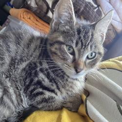 Reunited Male Cat last seen Wythenshawe area, Wythenshawe, England 