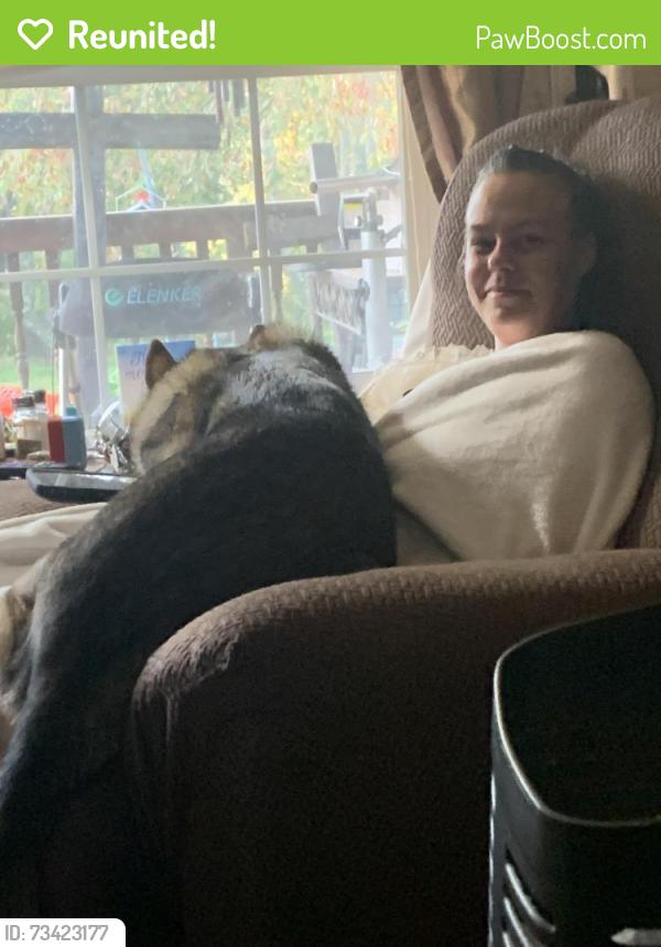 Reunited Female Dog last seen Downtown by Hooks Lost Treasure, East Liverpool, OH 43920