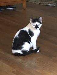 Reunited Female Cat last seen On Stony Road, between Rt 27 & Rt 1, Edison, NJ 08817