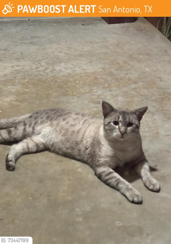 Found/Stray Male Cat last seen Panda, San Antonio, TX 78213