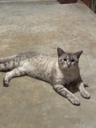 Found/Stray Male Cat last seen Panda, San Antonio, TX 78213