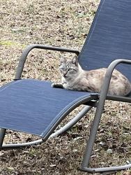 Lost Male Cat last seen Old Lamplighter Road, Columbia, SC 29206