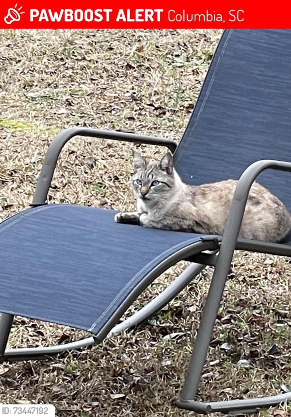 Lost Male Cat last seen Old Lamplighter Road, Columbia, SC 29206