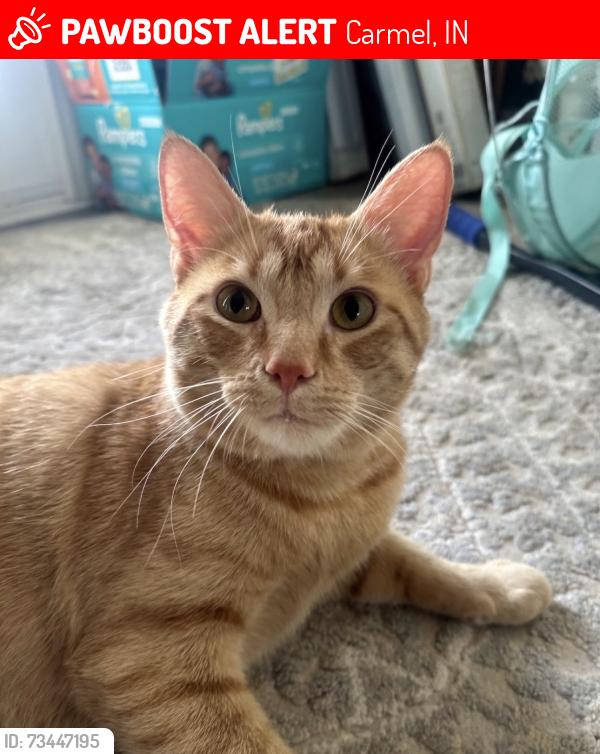 Lost Male Cat last seen Near and high dr carmel Indiana, Carmel, IN 46033
