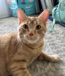 Lost Male Cat last seen Near and high dr carmel Indiana, Carmel, IN 46033