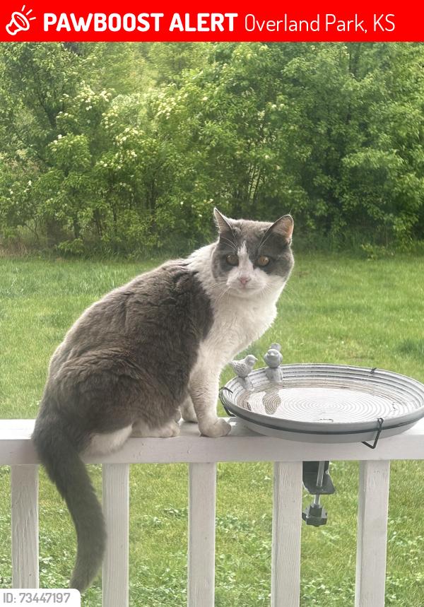 Lost Female Cat last seen 191st St. between Pflumm and Quivira, Overland Park, KS 66083