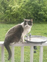 Lost Female Cat last seen 191st St. between Pflumm and Quivira, Overland Park, KS 66083