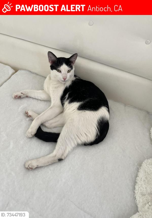 Lost Male Cat last seen Table Mountain way, Antioch, CA 94531