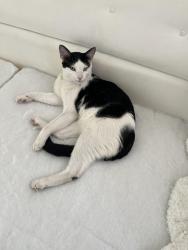 Lost Male Cat last seen Table Mountain way, Antioch, CA 94531