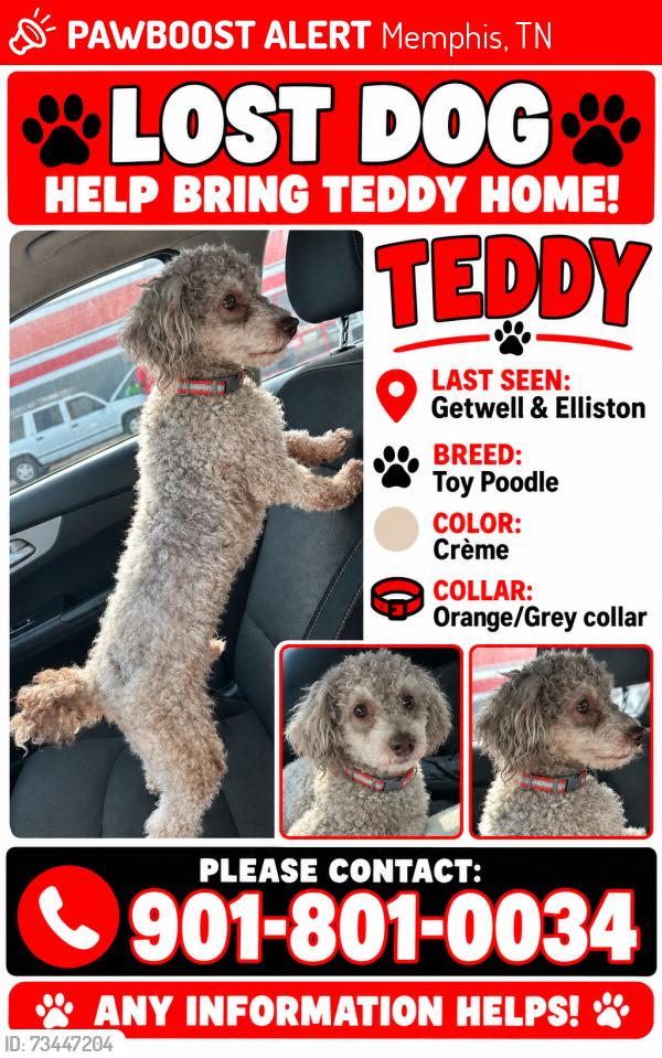 Lost Male Dog last seen Willow view, Memphis, TN 38118
