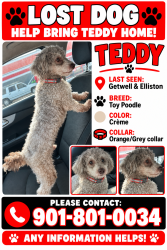 Lost Male Dog last seen Willow view, Memphis, TN 38118