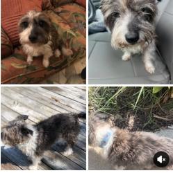 Lost Female Dog last seen Cove Blvd, Panama City, FL 32401