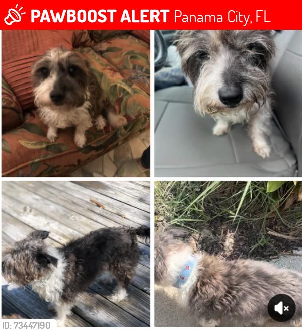 Lost Female Dog last seen Cove Blvd, Panama City, FL 32401