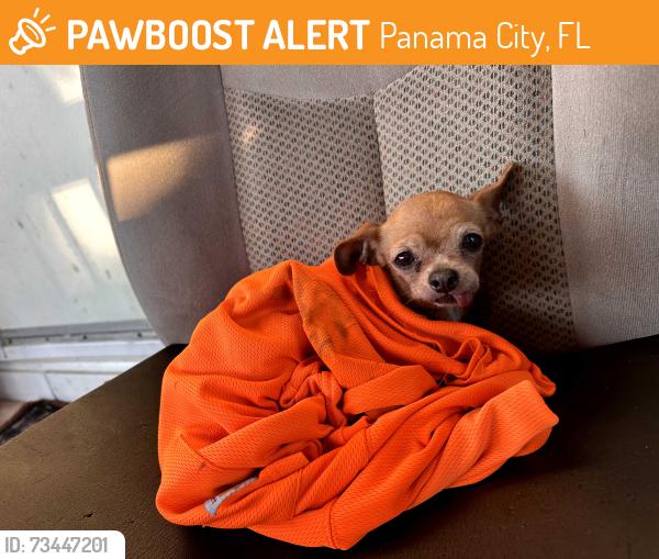 Found/Stray Female Dog last seen Found outside near 1836 N East ave Panama City fl 32405, Panama City, FL 32405
