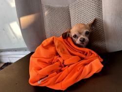Found/Stray Female Dog last seen Found outside near 1836 N East ave Panama City fl 32405, Panama City, FL 32405