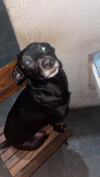 Lost Female Dog last seen Avenida Erico Veríssimo, São João Batista, MG 31520-110