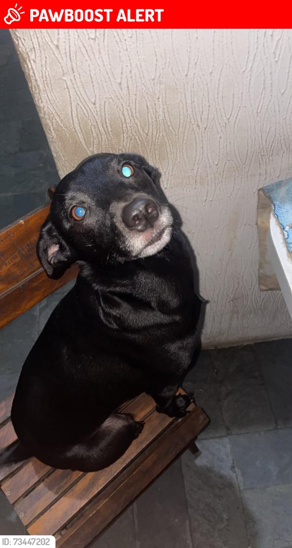 Lost Female Dog last seen Avenida Erico Veríssimo, São João Batista, MG 31520-110