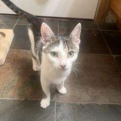 Shelter Stray Female Cat last seen , 8020 Washington St, Port Richey, FL 34668, USA