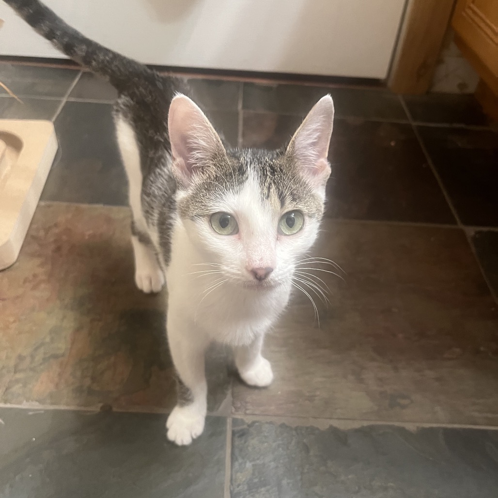 Shelter Stray Female Cat last seen , 8020 Washington St, Port Richey, FL 34668, USA