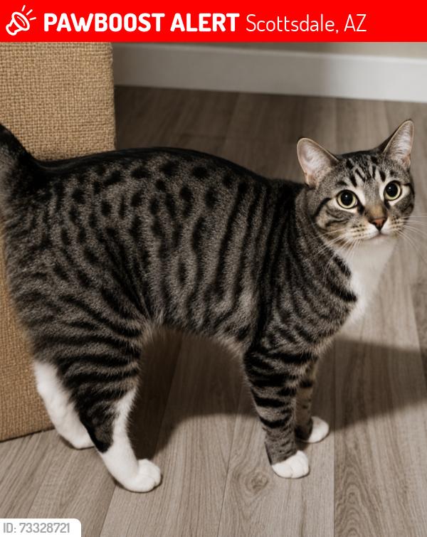 Lost Female Cat last seen 68th Street and Camelback Road, Scottsdale, AZ 85251