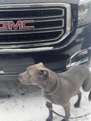 Lost Male Dog last seen Grandview school in Tahlequah, OK, Tahlequah, OK 74464