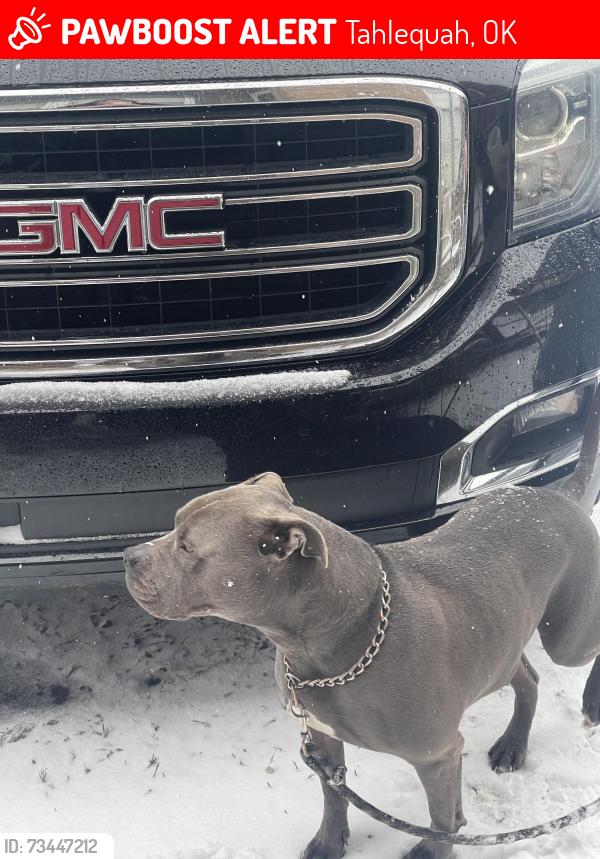 Lost Male Dog last seen Grandview school in Tahlequah, OK, Tahlequah, OK 74464