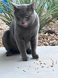 Found/Stray Unknown Cat last seen St Rose Pkwy and Maryland Pkwy, Henderson, NV 89052