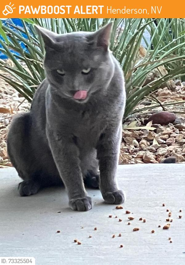 Found/Stray Unknown Cat last seen St Rose Pkwy and Maryland Pkwy, Henderson, NV 89052