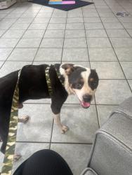 Found/Stray Male Dog last seen W Wildwood Dr, San Antonio, TX, USA, San Antonio, TX 78213