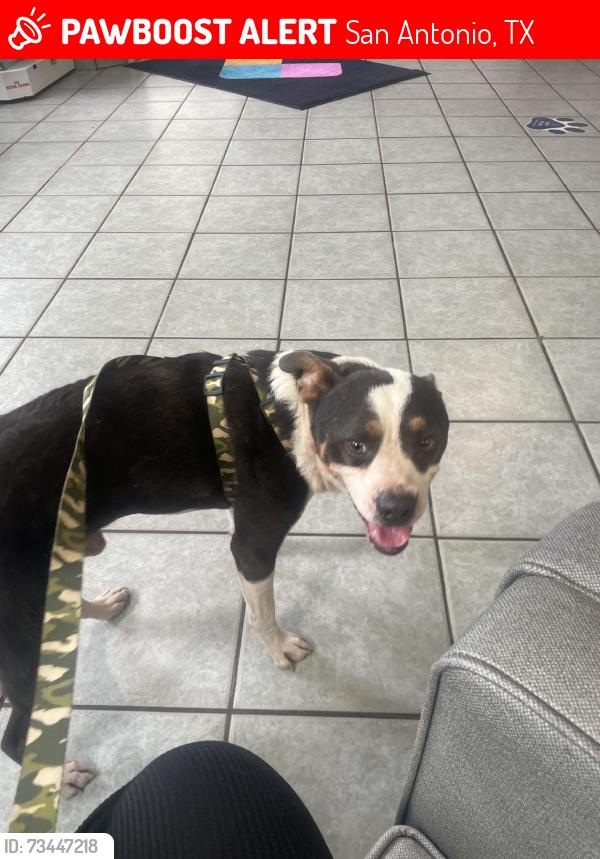 Found/Stray Male Dog last seen W Wildwood Dr, San Antonio, TX, USA, San Antonio, TX 78213