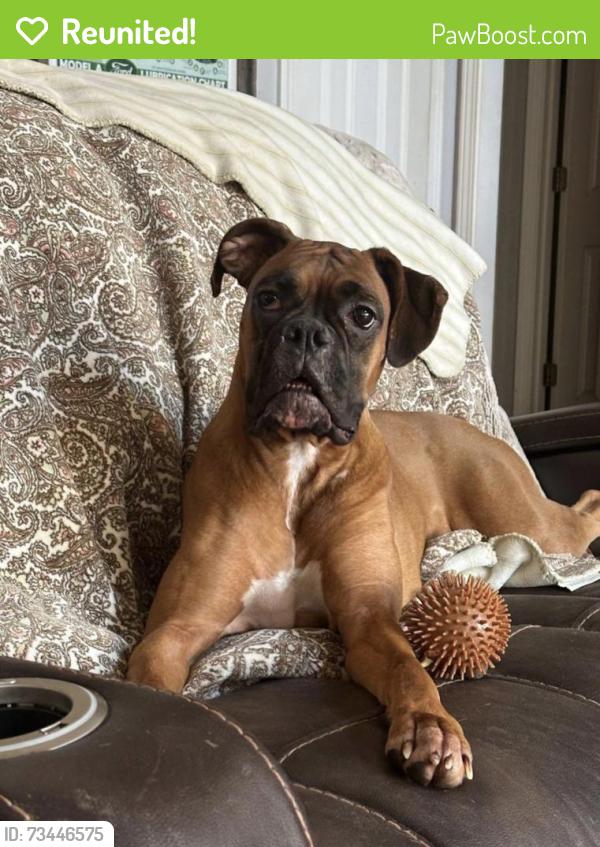 Reunited Female Dog last seen Nebo Rd, Hiram, GA, USA, Hiram, GA 30141
