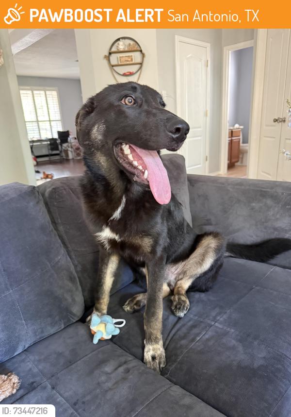 Found/Stray Male Dog last seen Wildhorse parkway, San Antonio, TX 78254