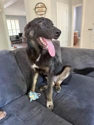 Found/Stray Male Dog last seen Wildhorse parkway, San Antonio, TX 78254
