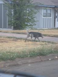 Found/Stray Female Dog last seen Yorktown by long early learning, Abilene, TX 79603