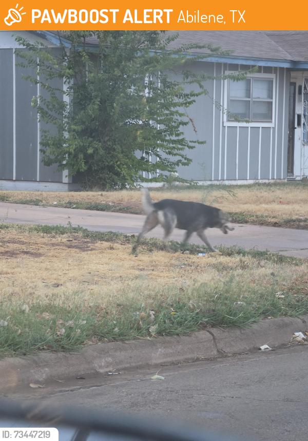 Found/Stray Female Dog last seen Yorktown by long early learning, Abilene, TX 79603