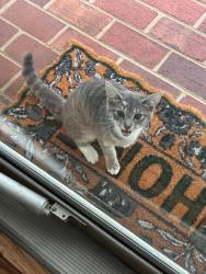 Found/Stray Unknown Cat last seen Huntsman Ct, Guilford County, NC 27282