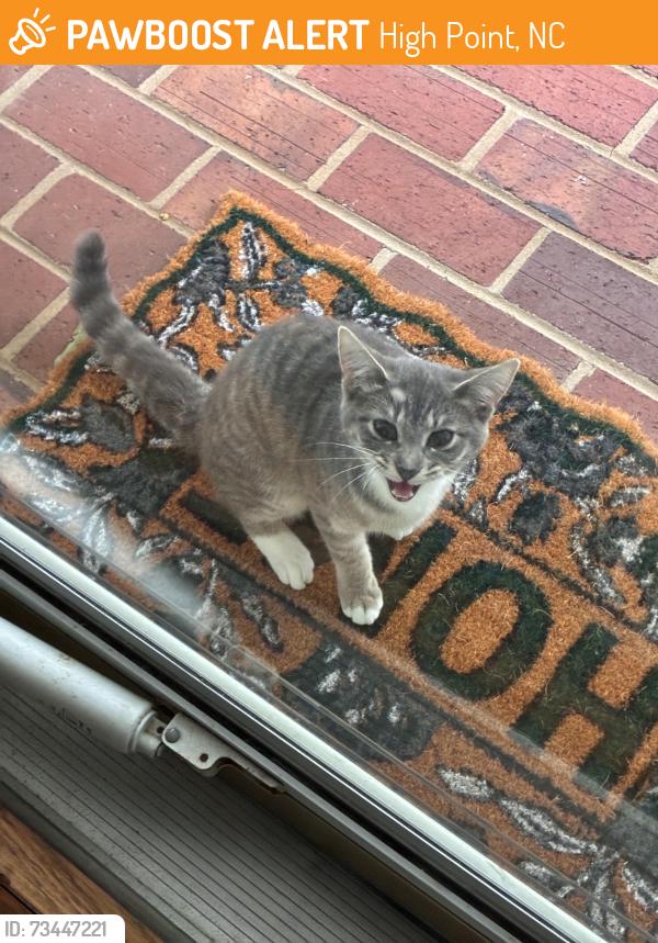 Found/Stray Unknown Cat last seen Huntsman Ct, Guilford County, NC 27282