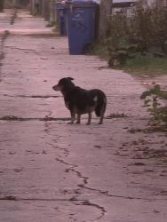 Found/Stray Unknown Dog last seen backlane 453 Larsen/Bowman Avenue Winnipeg, MB, Winnipeg, MB R2K 1R4