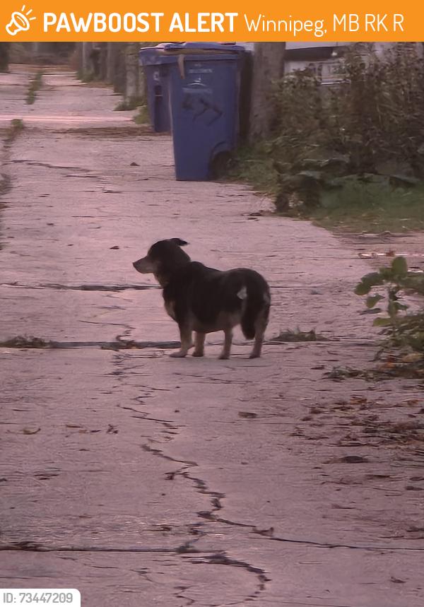 Found/Stray Unknown Dog last seen backlane 453 Larsen/Bowman Avenue Winnipeg, MB, Winnipeg, MB R2K 1R4