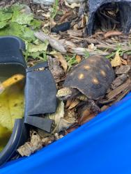 Lost Unknown Reptile last seen Winfield Blvd, Margate, FL 33063