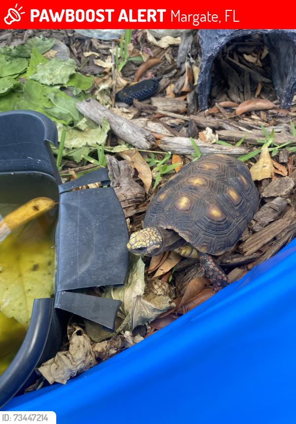 Lost Unknown Reptile last seen Winfield Blvd, Margate, FL 33063