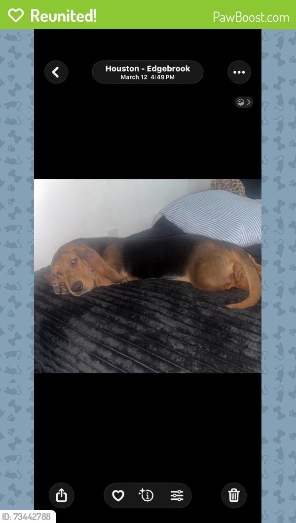 Reunited Female Dog last seen Near Laskey St, Houston, TX 77034, USA, Houston, TX 77034