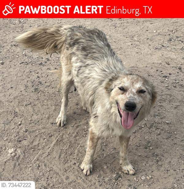 Lost Female Dog last seen Sharp Rd and Monte Cristo, Edinburg, TX 78541