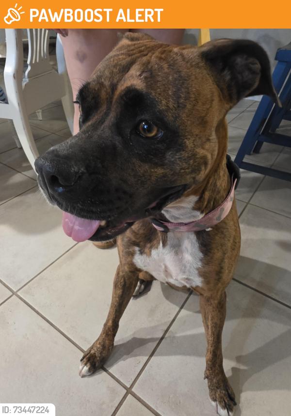 Found/Stray Female Dog last seen Luff, Panama City Beach, FL 32408